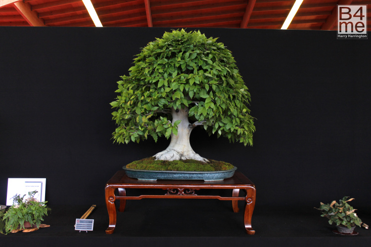 bonsai